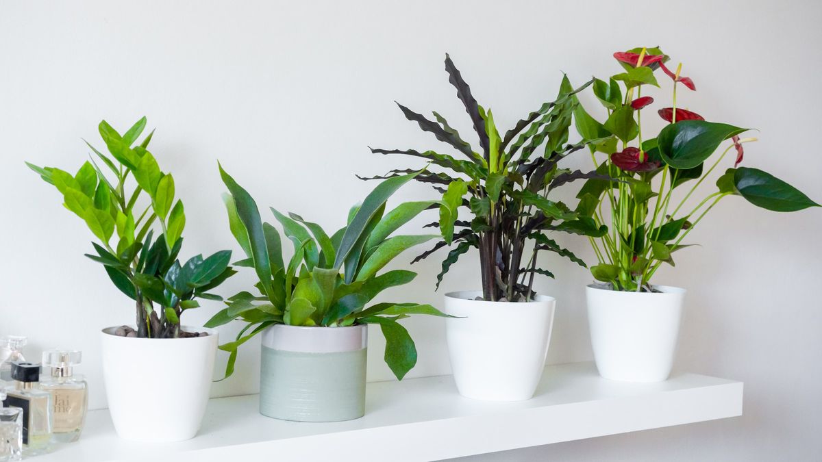 Plantas pequenas para dentro de casa:  10 espécies para embelezar o seu lar