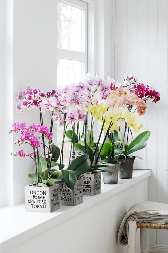 Orquídeas: todas as dicas para saber como cuidar da sua